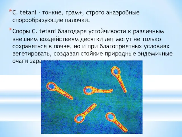 C. tetani - тонкие, грам+, строго анаэробные спорообразующие палочки. Споры