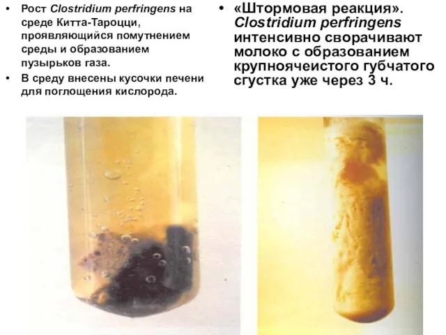Рост Clostridium perfringens на среде Китта-Тароцци, проявляющийся помутнением среды и