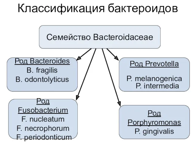 Классификация бактероидов Семейство Bacteroidaceae Род Bacteroides B. fragilis B. odontolyticus