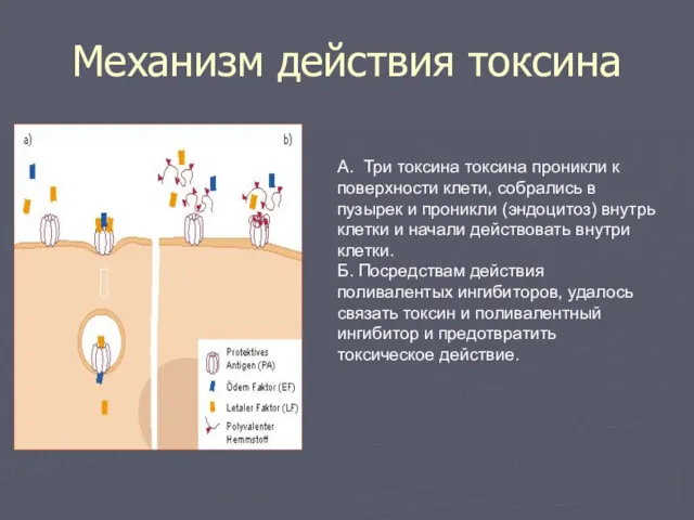 Механизм действия токсина А. Три токсина токсина проникли к поверхности