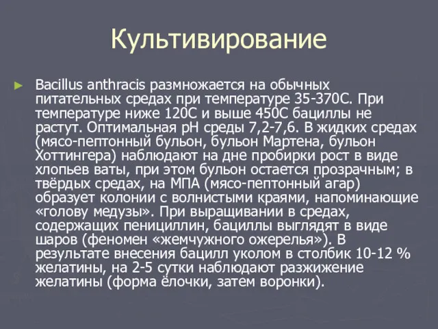 Культивирование Bacillus anthracis размножается на обычных питательных средах при температуре