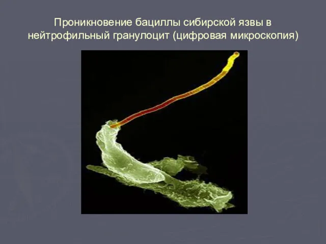 Проникновение бациллы сибирской язвы в нейтрофильный гранулоцит (цифровая микроскопия)