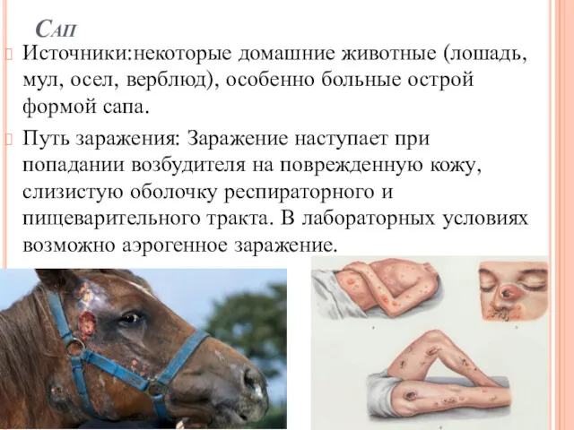 Сап Источники:некоторые домашние животные (лошадь, мул, осел, верблюд), особенно больные