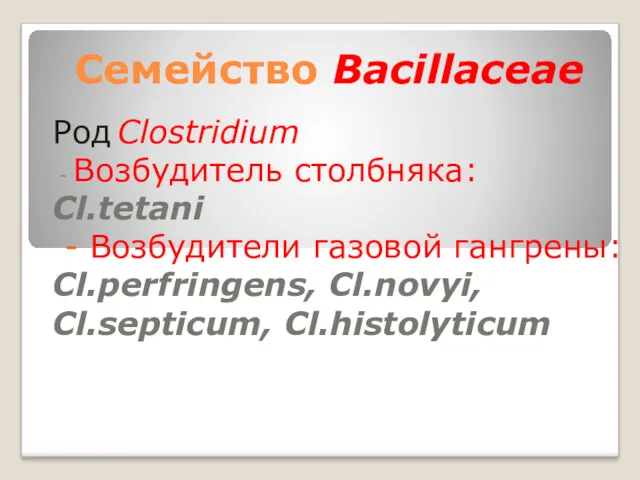 Семейство Bacillaceae Род Clostridium - Возбудитель столбняка: Cl.tetani - Возбудители газовой гангрены: Cl.perfringens, Cl.novyi, Cl.septicum, Cl.histolyticum