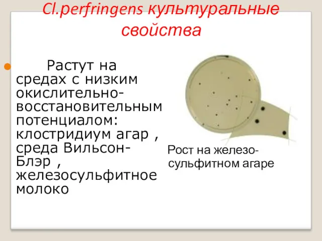 Растут на средах с низким окислительно-восстановительным потенциалом: клостридиум агар ,