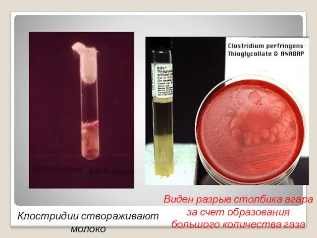 Клостридии створаживают молоко Виден разрыв столбика агара за счет образования большого количества газа