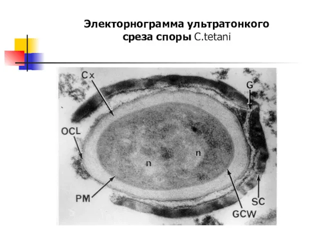 Электорнограмма ультратонкого среза споры C.tetani