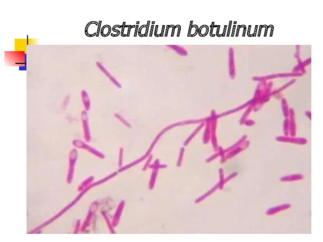 Clostridium botulinum