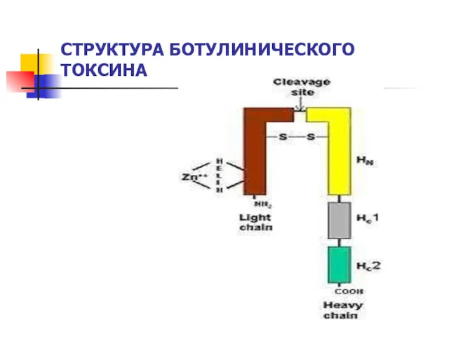 СТРУКТУРА БОТУЛИНИЧЕСКОГО ТОКСИНА