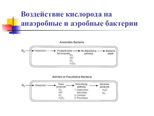 Воздействие кислорода на анаэробные и аэробные бактерии