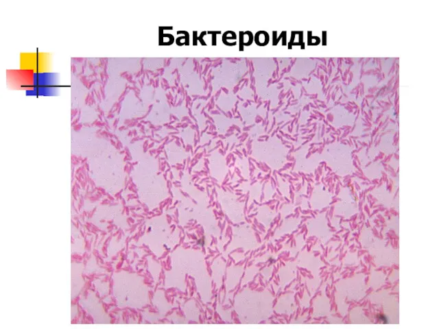 Бактероиды