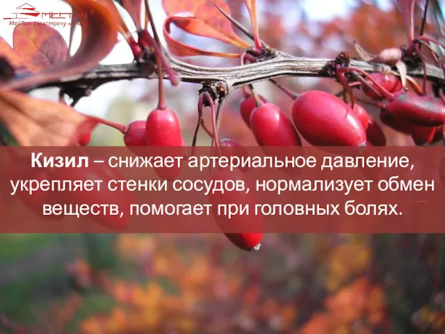 Кизил – снижает артериальное давление, укрепляет стенки сосудов, нормализует обмен веществ, помогает при головных болях.