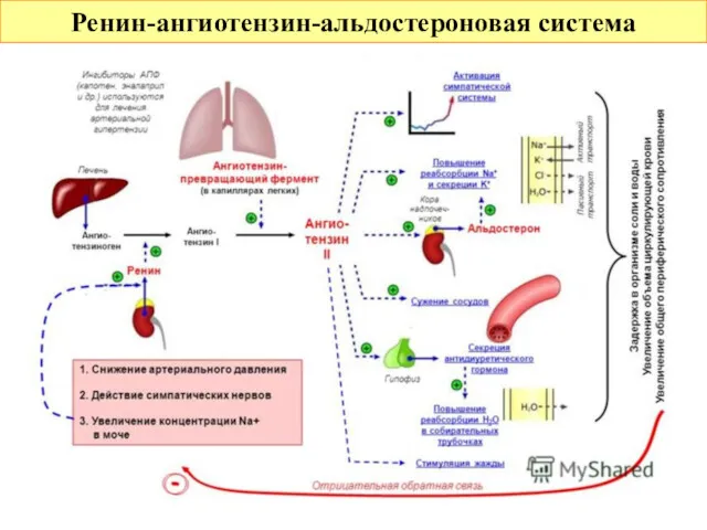 Ренин-ангиотензин-альдостероновая система