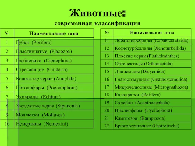 Животные: современная классификация