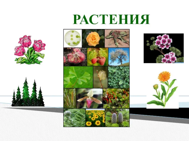 РАСТЕНИЯ