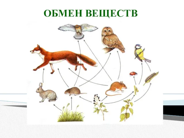 ОБМЕН ВЕЩЕСТВ