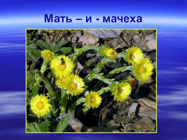 Мать – и - мачеха