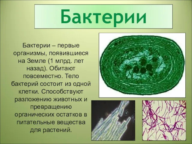 Бактерии Бактерии – первые организмы, появившиеся на Земле (1 млрд.
