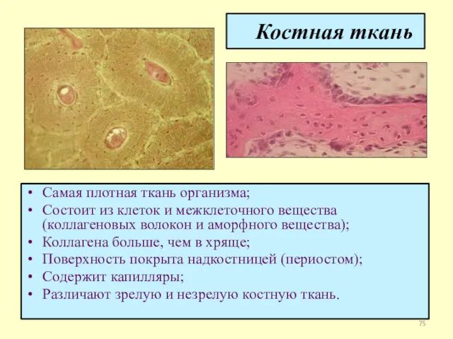 Костная ткань Самая плотная ткань организма; Состоит из клеток и межклеточного вещества (коллагеновых