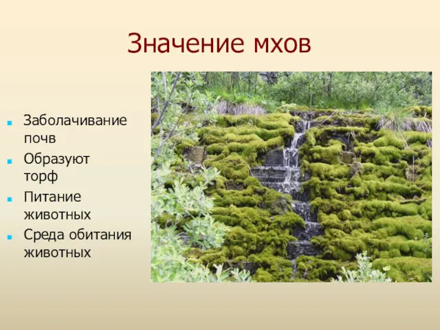 Значение мхов Заболачивание почв Образуют торф Питание животных Среда обитания животных