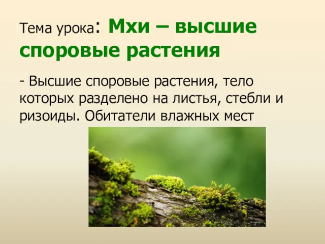 Тема урока: Мхи – высшие споровые растения - Высшие споровые