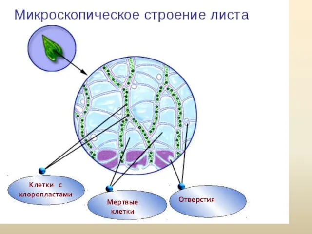 Клетки с хлоропластами Мертвые клетки Отверстия