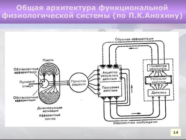 14 14 Общая архитектура функциональной физиологической системы (по П.К.Анохину)