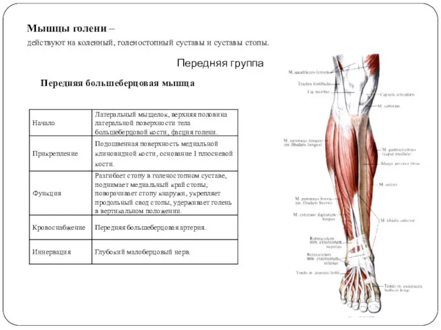 Мышцы голени – действуют на коленный, голеностопный суставы и суставы стопы. Передняя группа Передняя большеберцовая мышца