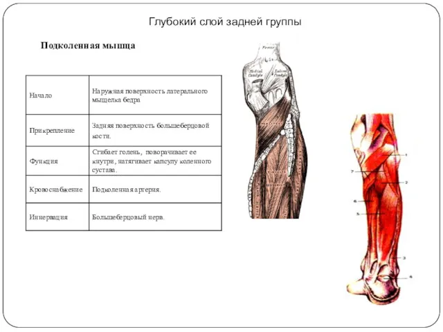 Глубокий слой задней группы Подколенная мышца