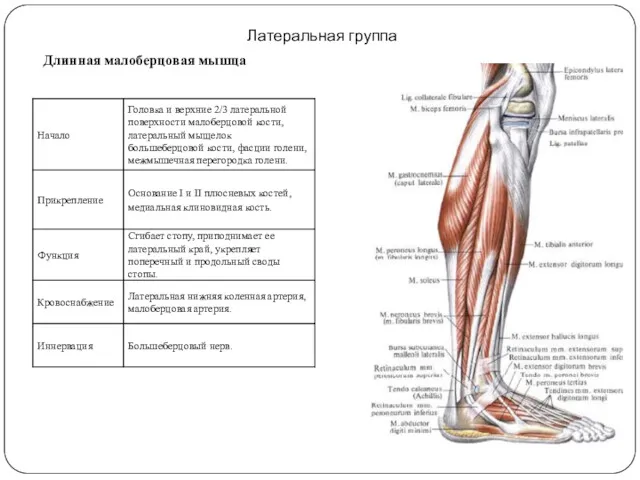 Латеральная группа Длинная малоберцовая мышца