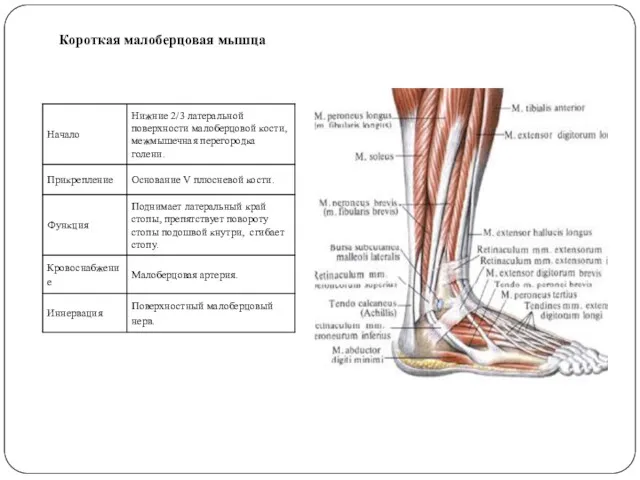 Короткая малоберцовая мышца