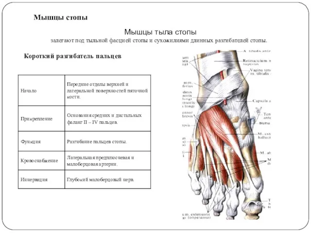 Мышцы стопы Мышцы тыла стопы залегают под тыльной фасцией стопы