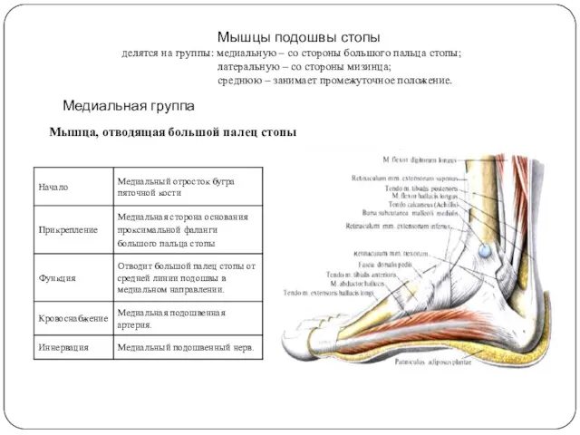 Мышцы подошвы стопы делятся на группы: медиальную – со стороны