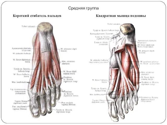 Средняя группа Короткий сгибатель пальцев Квадратная мышца подошвы