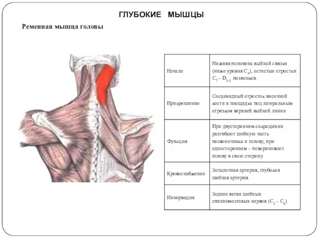 ГЛУБОКИЕ МЫШЦЫ Ременная мышца головы