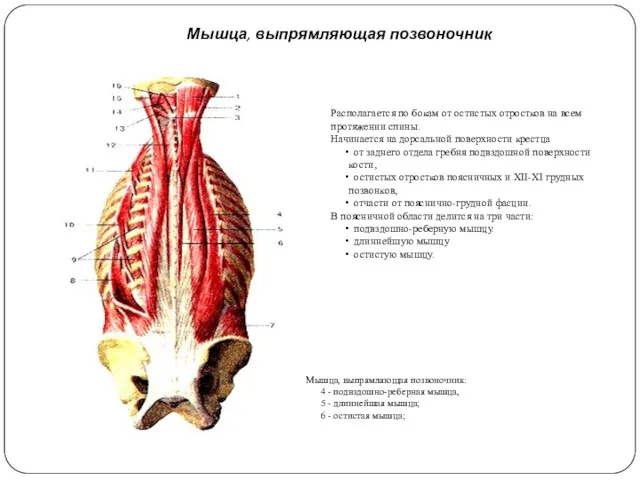 Мышца, выпрямляющая позвоночник Располагается по бокам от остистых отростков на