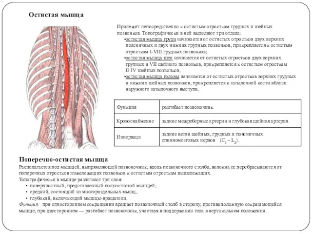 Остистая мышца Прилежит непосредственно к остистым отросткам грудных и шейных