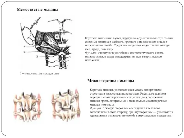 Межостистые мышцы 1 – межостистые мышцы шеи Короткие мышечные пучки,
