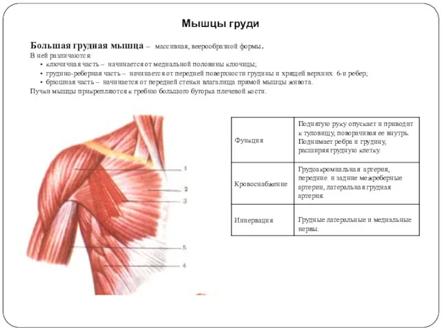 Мышцы груди Большая грудная мышца – массивная, веерообразной формы. В