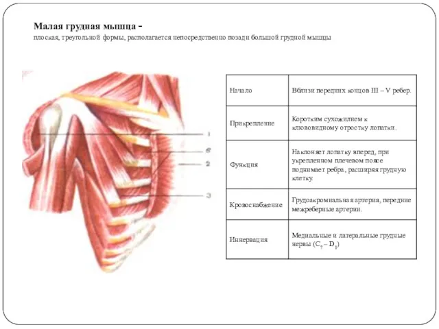 Малая грудная мышца - плоская, треугольной формы, располагается непосредственно позади большой грудной мышцы