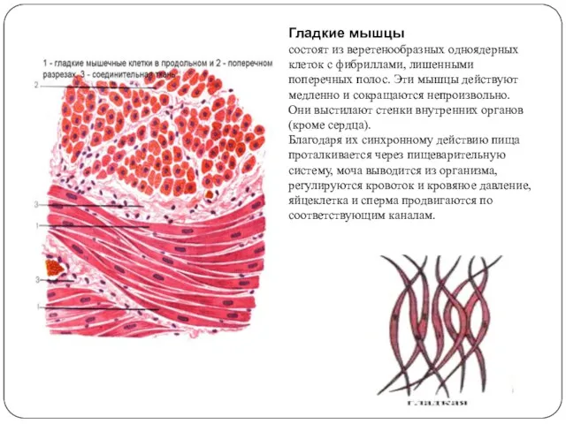 Гладкие мышцы состоят из веретенообразных одноядерных клеток с фибриллами, лишенными
