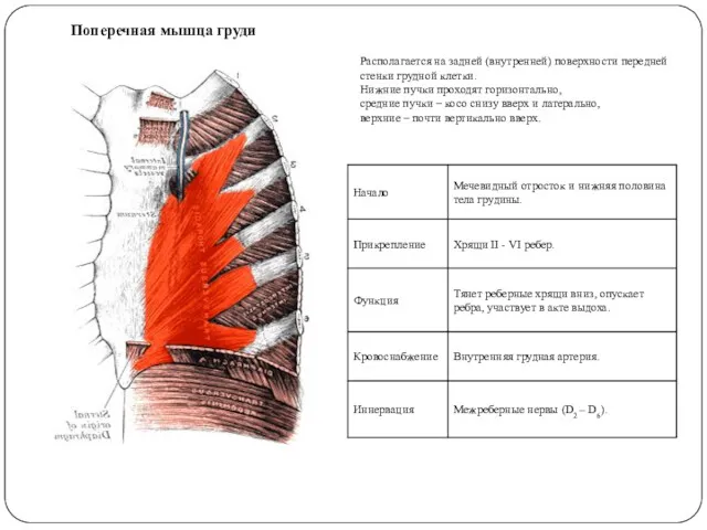 Поперечная мышца груди Располагается на задней (внутренней) поверхности передней стенки