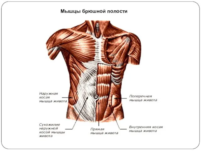 Мышцы брюшной полости