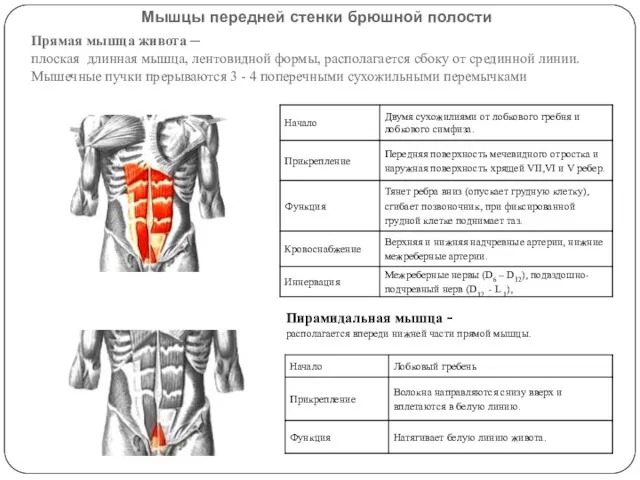 Мышцы передней стенки брюшной полости Прямая мышца живота – плоская