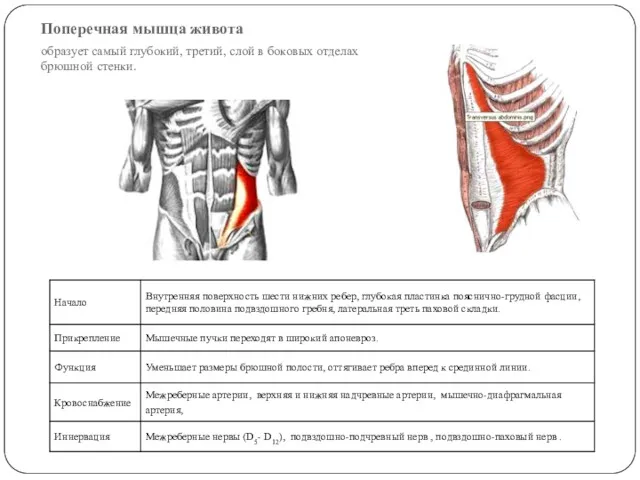 Поперечная мышца живота образует самый глубокий, третий, слой в боковых отделах брюшной стенки.