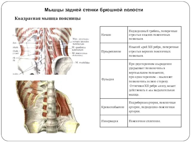 Мышцы задней стенки брюшной полости Квадратная мышца поясницы