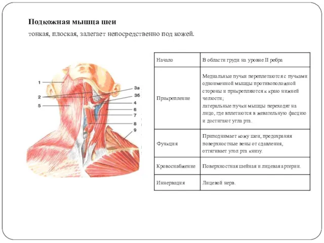 Подкожная мышца шеи тонкая, плоская, залегает непосредственно под кожей.