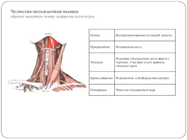 Челюстно-подъязычная мышца образует мышечную основу диафрагмы полости рта.