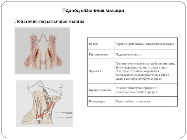 Подподъязычные мышцы Лопаточно-подъязычная мышца