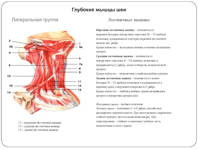 Глубокие мышцы шеи Латеральная группа Лестничные мышцы Передняя лестничная мышца